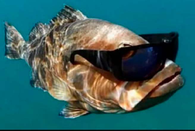 sick ass fish with sunglasses